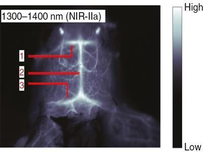 Application of Short-wave Infrared Camera in Near-infrared Two-zone Fluorescence Imaging